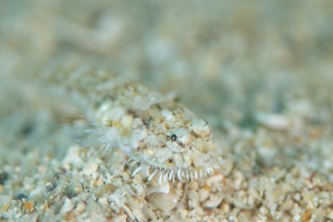 ヒゲモジャハゼ