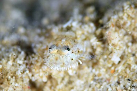 ヒゲモジャハゼ