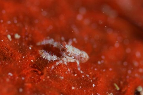 コシオリエビ科の1種