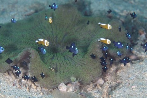 ミツボシクロスズメダイ