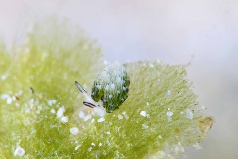 ウサギモウミウシ