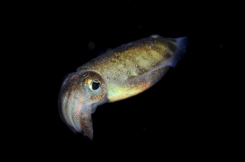 刺激的な水中生物