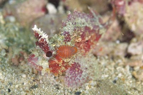 フサカサゴ科の1種