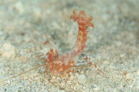 アナエビ科の1種