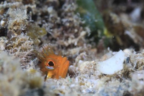 ハダカコケギンポ