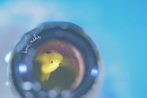 ナカモトイロワケハゼ