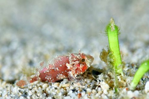 フサカサゴ科の1種