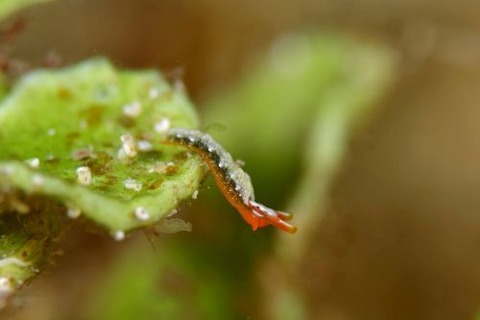 トウアカミドリガイ