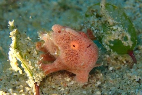 オオモンカエルアンコウ