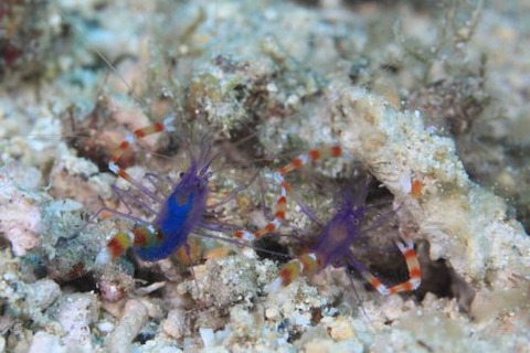 バイオレットボクサーシュリンプ