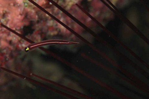 ハシナガウバウオ