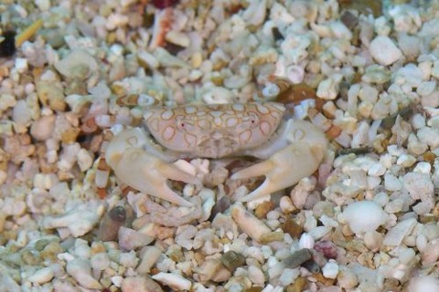 オウギガニ科の1種