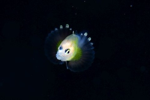 刺激的な水中生物