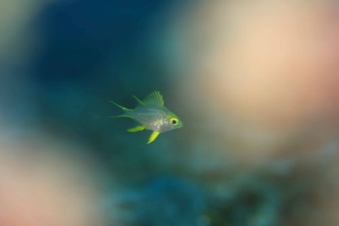 ヤマブキスズメダイ