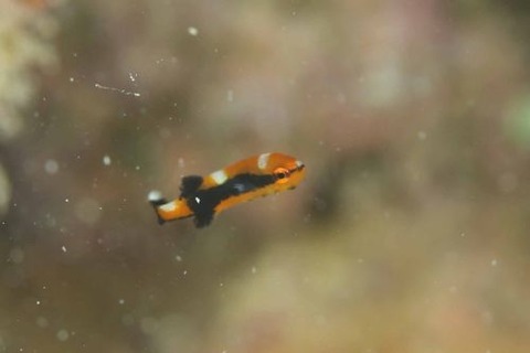 ヒレグロコショウダイ