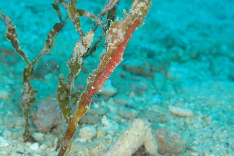 トガリモエビ属の1種