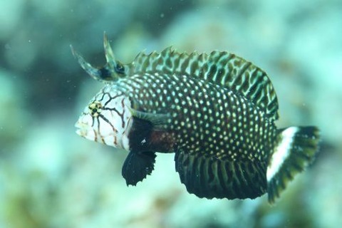 オビテンスモドキ