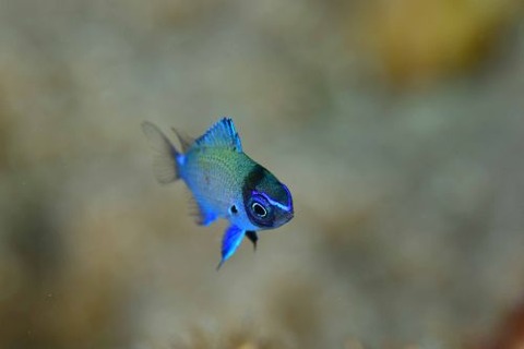 アマミスズメダイ