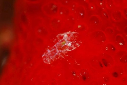 ホヤカクレエビ属の1種