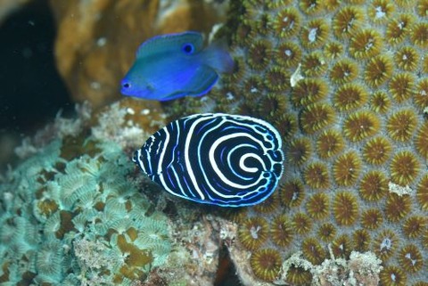 タテジマキンチャクダイ