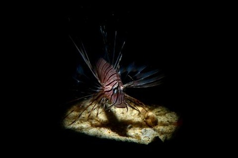 ハナミノカサゴ