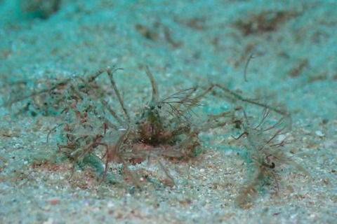 クモガニ科の1種