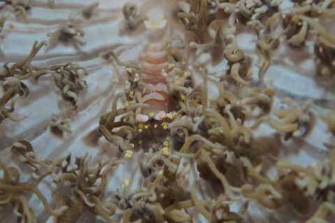 イソギンチャクモドキカクレエビ