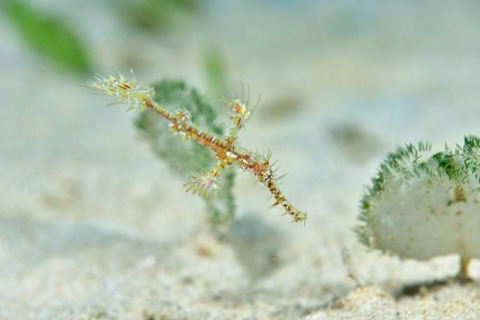 ニシキフウライウオ