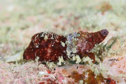Paralatreutes bicornis