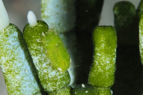 コツブムシのなかま