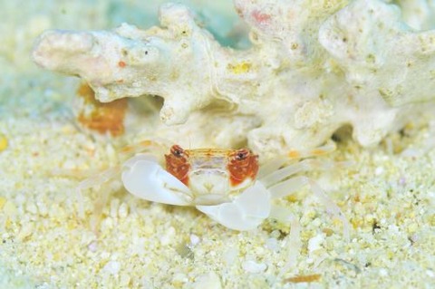 マルバガニ属の1種