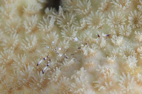 ニセアカホシカクレエビ