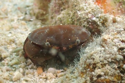 スベスベマンジュウガニ