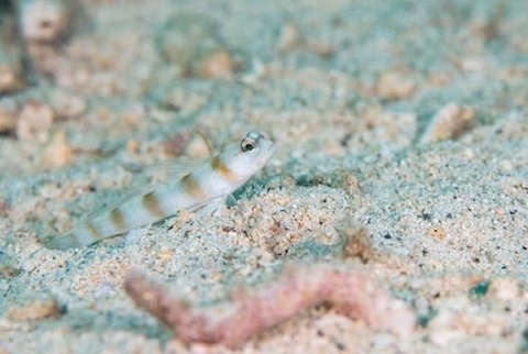 ダテハゼ属の1種