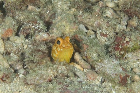 ホシカゲアゴアマダイ