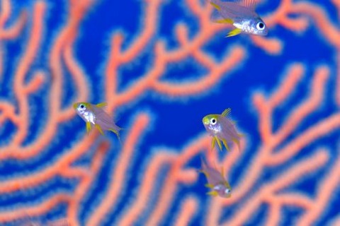 ヤマブキスズメダイ