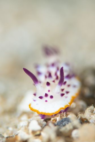 レンゲウミウシ