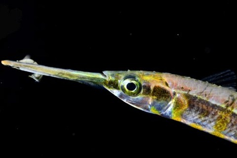 刺激的な水中生物