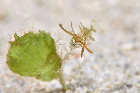 オビテンスモドキ