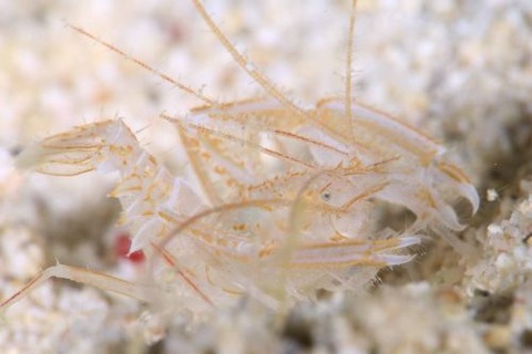 サンゴヒメエビ