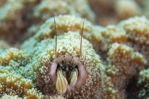 カンザシヤドカリ