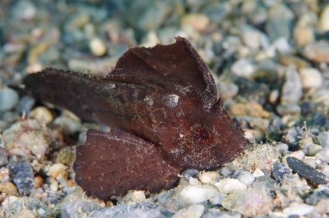 ツマジロオコゼ