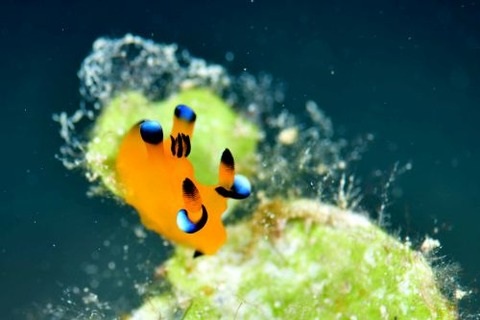 ウデフリツノザヤウミウシ