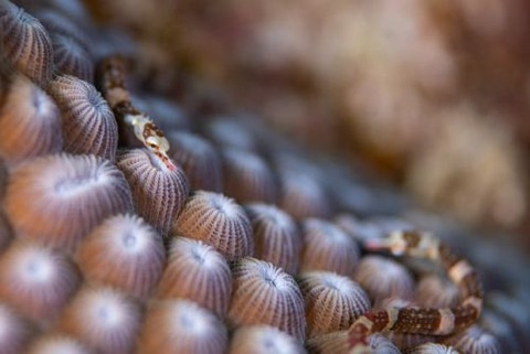 オビイシヨウジ