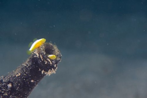 ナカモトイロワケハゼ