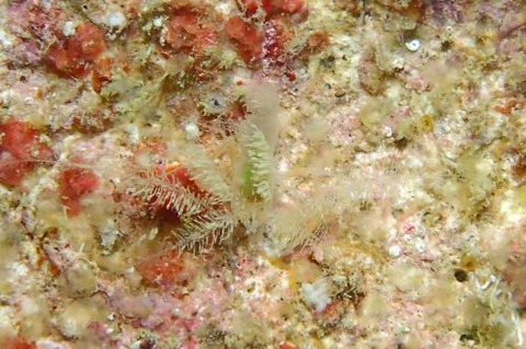 ミクロプロステマ・プルミコールネ