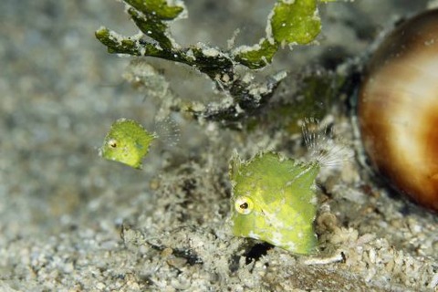 セダカカワハギ