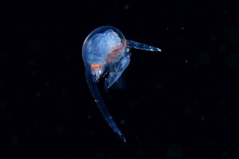 刺激的な水中生物