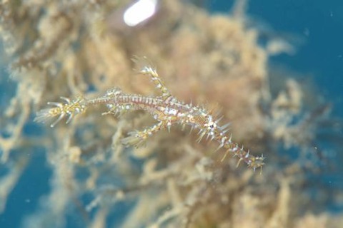 ニシキフウライウオ