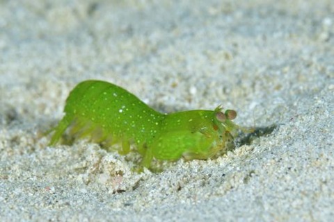 フトユビシャコモドキ属の1種